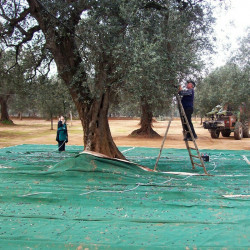 TELO RETE RACCOLTA OLIVE ANTISPINA TIPO