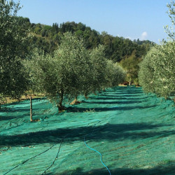 TELO RETE RACCOLTA OLIVE ANTISPINA TIPO