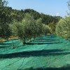 TELO RETE RACCOLTA OLIVE ANTISPINA TIPO PUGLIESE 90 GR/MQ SENZA SPACCO